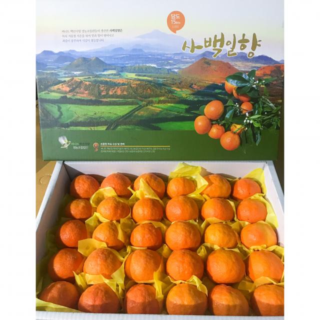 제주 카라향 선물용 5kg 10kg 고당도 서귀포 봄 귤 세진농원 사백일향 4. 사백일향 선물용 10kg