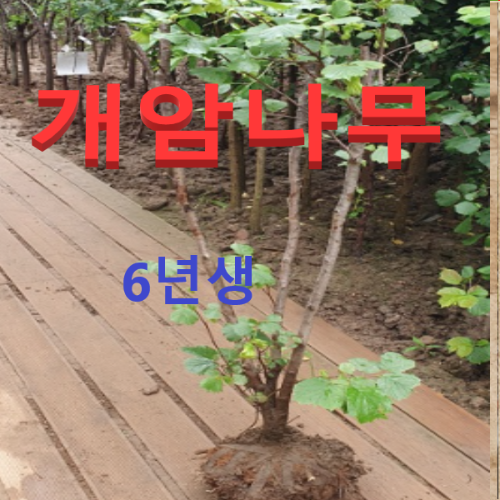 (성실농원) 개암나무(평구) 6년생 결실주(분) 1그루