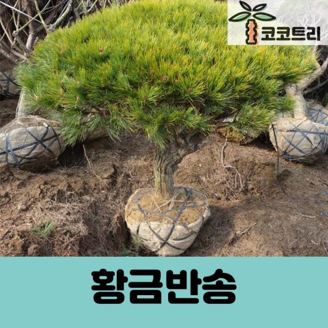 [코코트리] [소나무] 황금반송 묘목, 1개, [5주묶음] 황금반송 접목1년 특묘