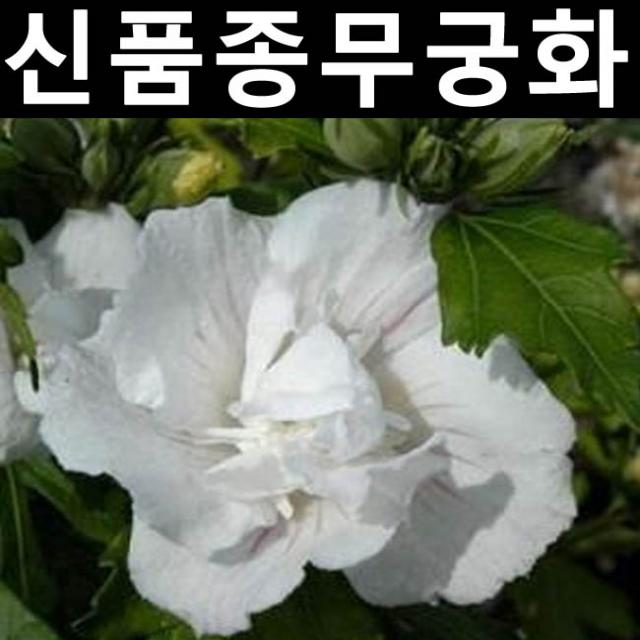 무궁화(잔다르크) 삽목2년 포트 3개/나무 묘목/활엽수/정원용