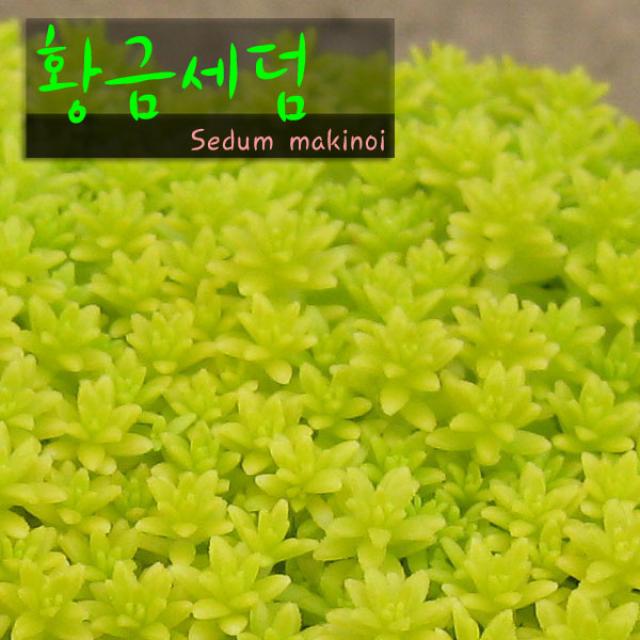 허브여울 황금세덤 지름 9cm 소품화분, 1개