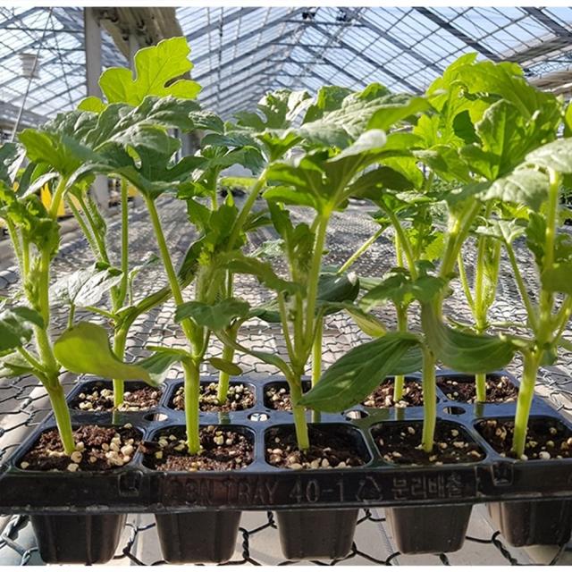 육묘장 직송 주말농장 수박모종 망고수박모종 흑피애플수박모종 5주 10주 20주 노란수박 흑수박, 푸띠 노란 망고수박모종 20주