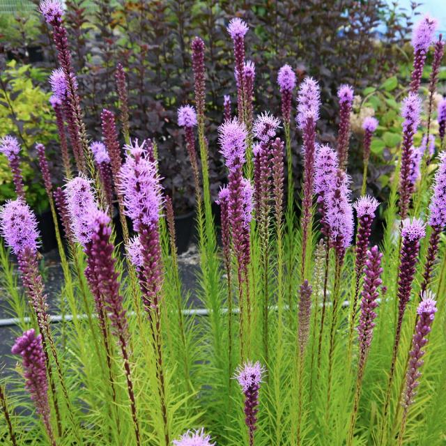 복남이네야생화 리아트리스 4포트 10cm포트 모종 