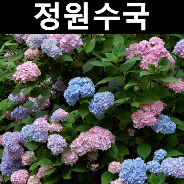 정원수국 엔들레스썸머(오리지널) 12cm포트/나무 묘목/꽃나무/조경용