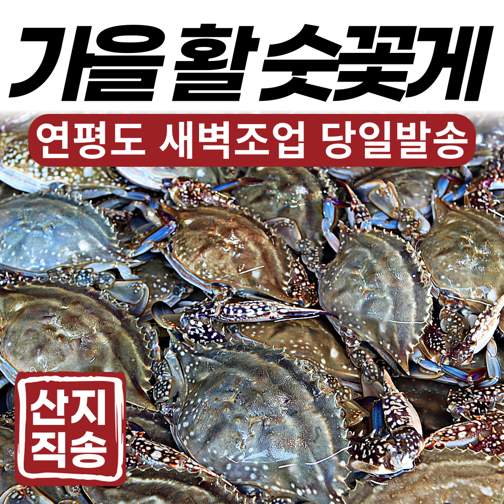 [새벽조업 당일발송] 서해안 황금어장 연평도 가을 생물 활 숫 꽃게 2kg 3kg, 2. (활)가을숫꽃게 3kg (12~18미)