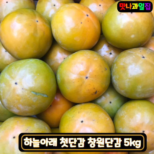 [맛나과일] 고당도 하늘아래 첫단감 창원단감 5kg (중과)