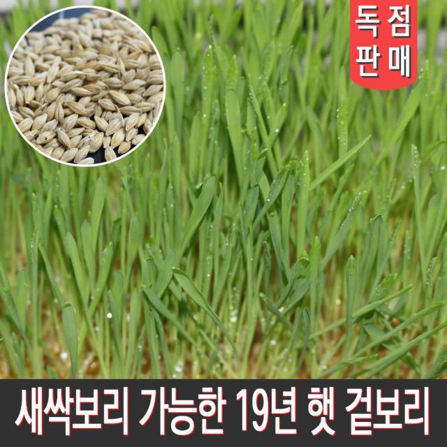 전남 장흥남외정미소 새싹보리 가능한 19년 햇 겉보리쌀 보리씨앗 5kg 10kg, 1개