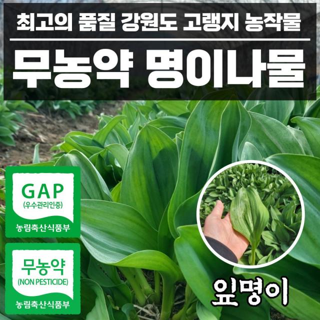 프리미엄 무농약 국산 강원도 명이나물 산마늘 1kg 2kg 4kg 자연산 생 생채잎 줄기, 1. 명이나물 1kg (잎명이)