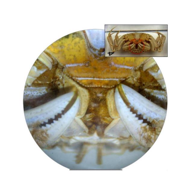 개미 벌 메뚜기 곤충 벌레 8종 표본 곤충액자