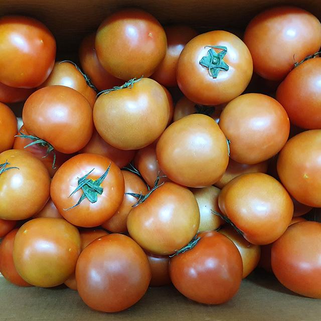 국내산 완숙토마토 5kg (35-45과 내외), 단일상품