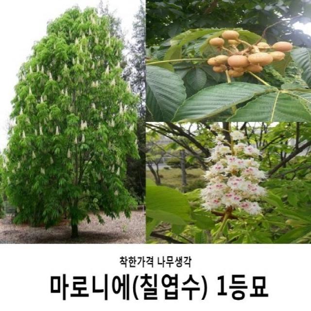 착한가격 나무생각 마로니에(칠엽수)1등묘