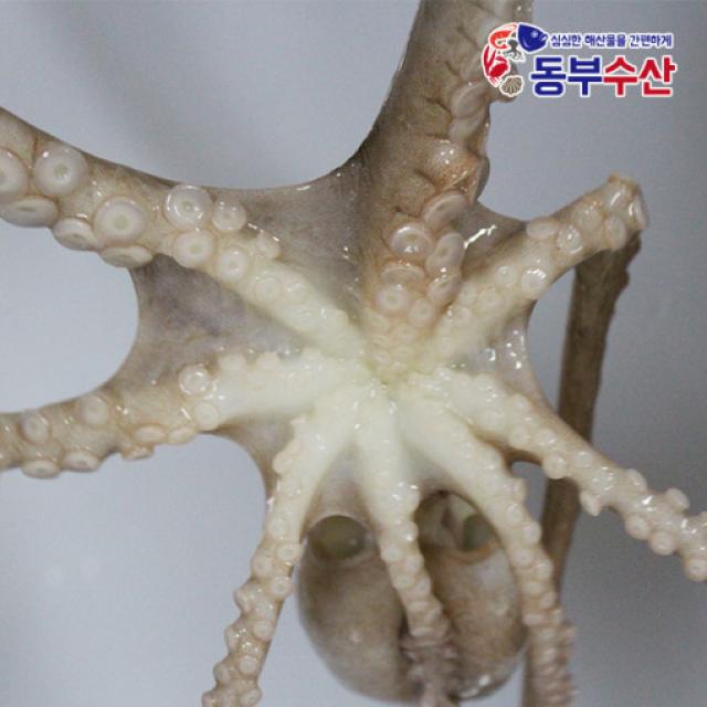 동부수산 살아있는 산낙지 한마리 산소포장으로 생존율 Up 1개 활낙지 대 1마리