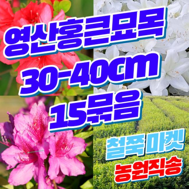 (15묶음 영산홍 큰묘목 빨강 30~40cm 전후 또는 이상 15개) 철쭉마켓 철쭉 묘목 꽃 나무 영산홍 연산홍 베니 정원 마당 조경수 정원수 울타리 화목류 철죽 농원 울타리, 영산홍빨강색 15개(30~40cm전후또는이상)