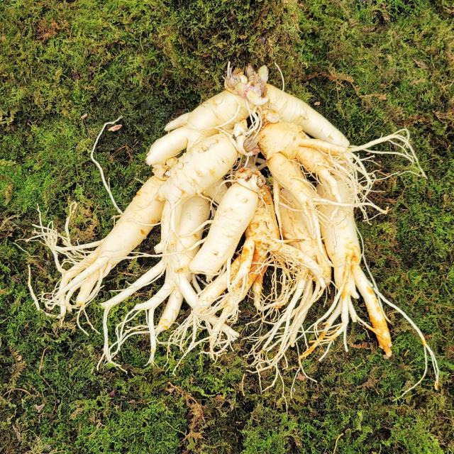 금산인삼 수삼 흠있는 특난발삼 흠삼 1채 750g 세척인삼 8~9뿌리 (흙무게 50g 가량 감량 700~720g)