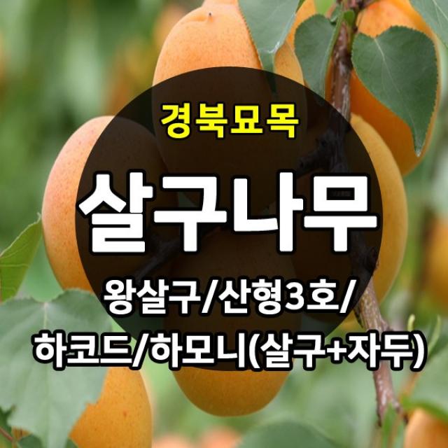 [경북농원] 살구나무묘목(왕살구/산형3호/하코드/신사대실) 접목2년생 판매, 산형3호 접목2년생