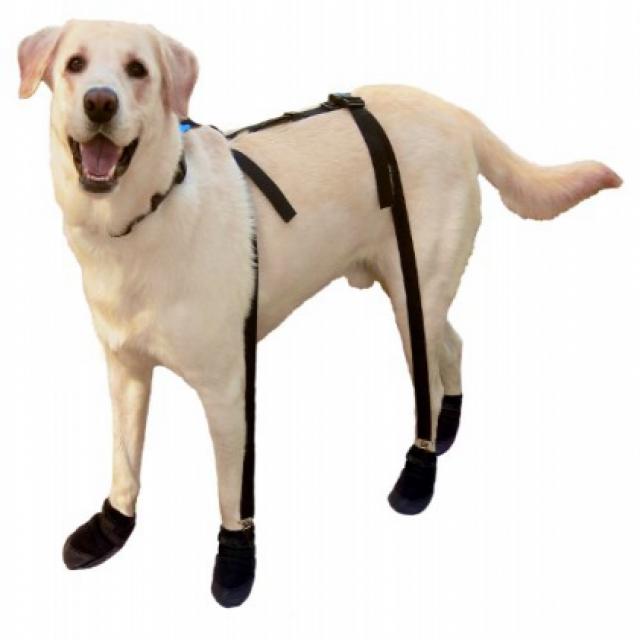 Canine Footwear Suspenders Snuggy Boots for Dog Medium Black 송곳니 신발 매달아 부츠 개 중형 검정, 1