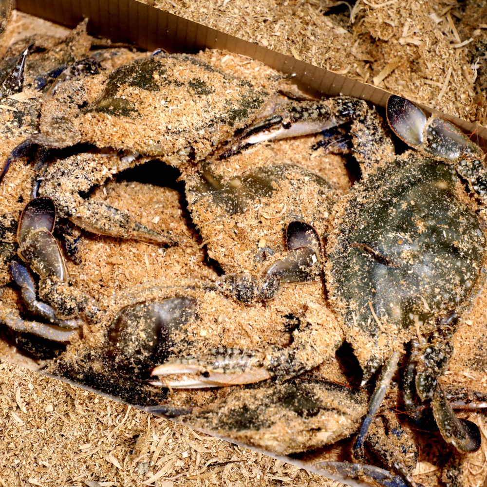 [당일조업] 톱밥 꽃게 서해안 연평도 가을 활꽃게 숫꽃게 암꽃게 2kg 3kg