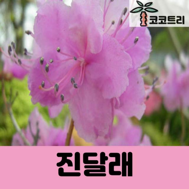 [코코트리] [꽃나무] 진달래 나무 묘목, 1개, [5개묶음]진달래 키50cm내외(분)