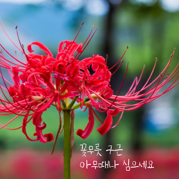 구근 꽃무릇 12구 아무때나 심어도 무관한 구근 복남이네야생화 가을꽃 레드 석산 상사화 구근식물 