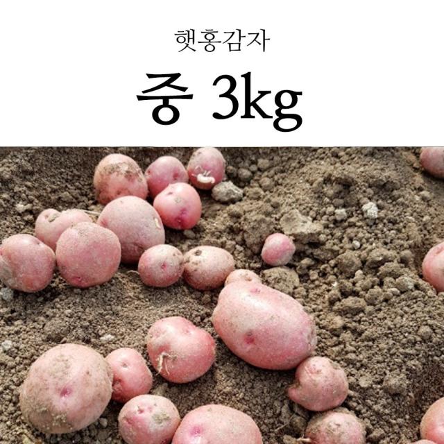 국내산 포슬포슬 햇 감자 햇감자 수미감자 홍감자 3kg, 1box, 햇 홍감자 중 3kg