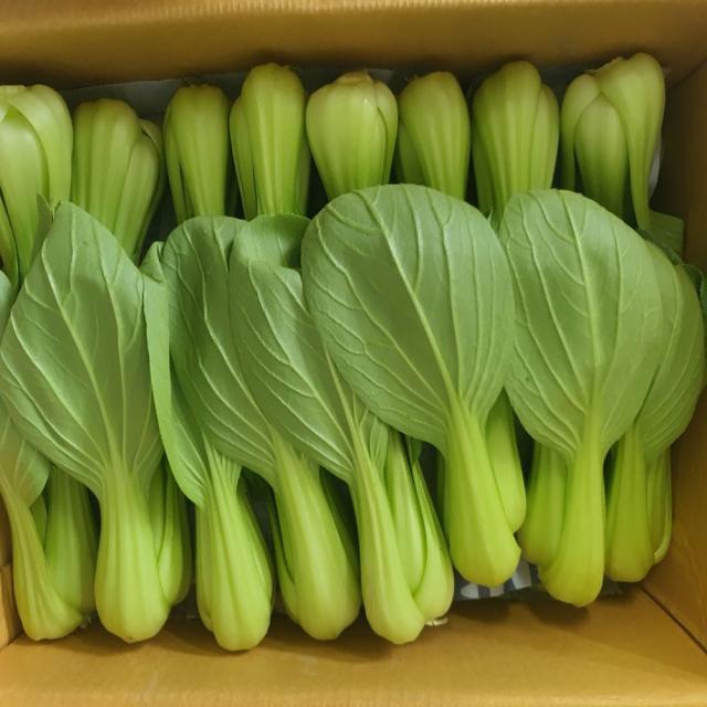 대감댁 국산 청경채 1kg