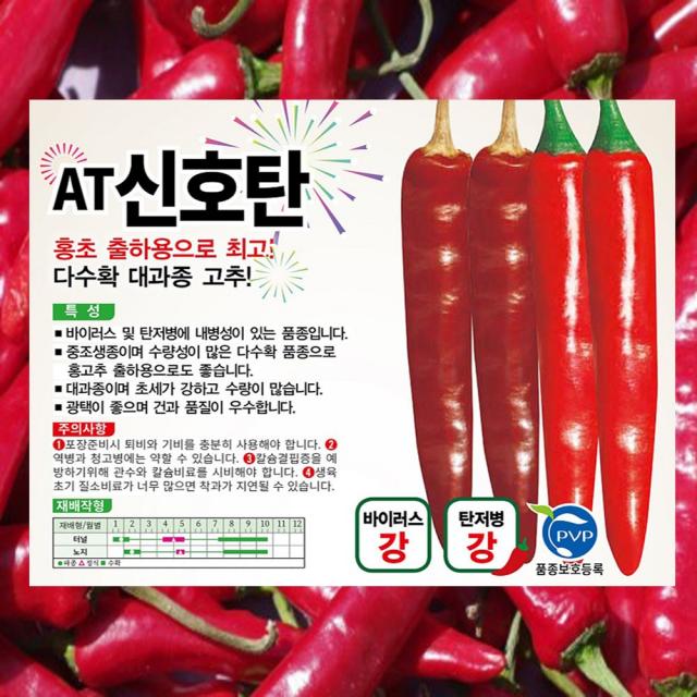 아시아종묘 AT신호탄 고추 씨앗 1200립 대과종 다수확 채소씨종자 고추씨 고추씨앗, 1200개