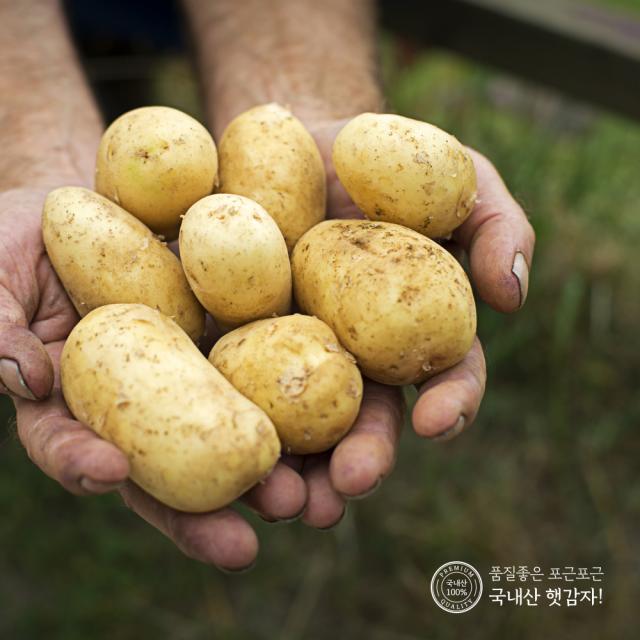 지금수확중 22년 수미 햇 감자 2kg 3kg 5kg 10kg 간식 수미감자 햇감자10kg 중 통구이용 