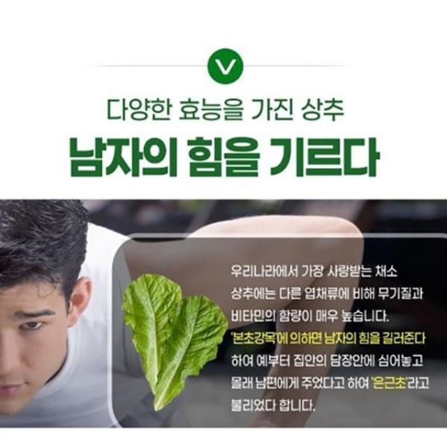 셀러허브 패션 [스리슬쩍] 건강 환 상추