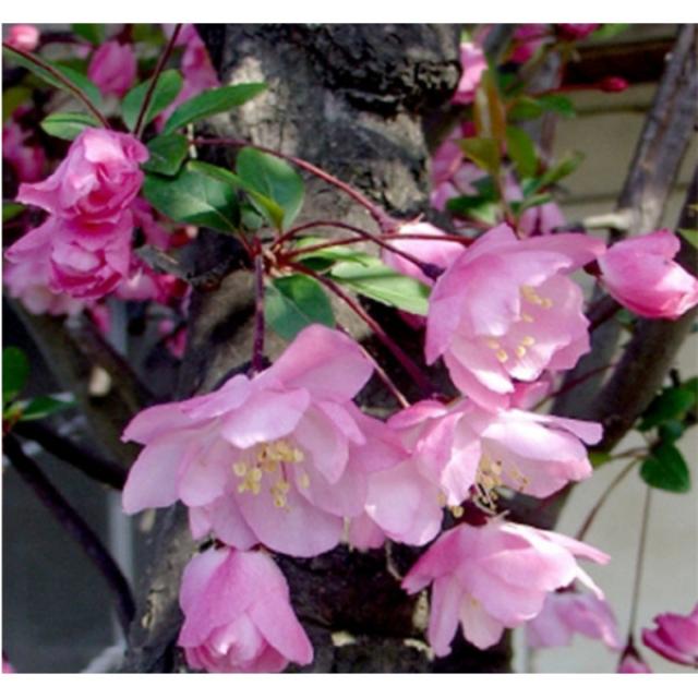 [아름다운갤러리] 서부해당화 접1년특묘(2주)