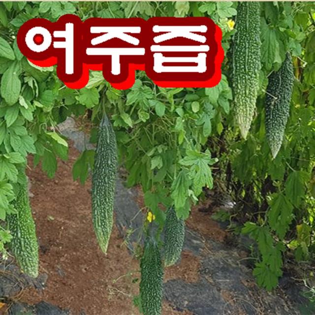 푸드품격 여주의 쓴맛을 잡은 유기농 여주즙 50포 친환경 무농약 여주 100% 당뇨여주즙 여주엑기스 여주진액 여주추출물 생여주즙, 100포, 저온추출공법 무농약 여주즙 100포 여주 100%