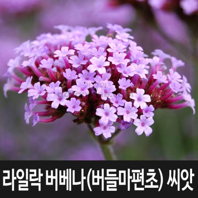 버들마편초 씨앗 라일락 버베나 씨앗 꽃씨 100알