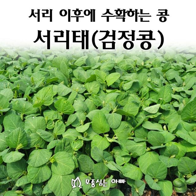 [모종심는아빠] 서리 이후에 수확하는 콩 서리태 72구(140주)