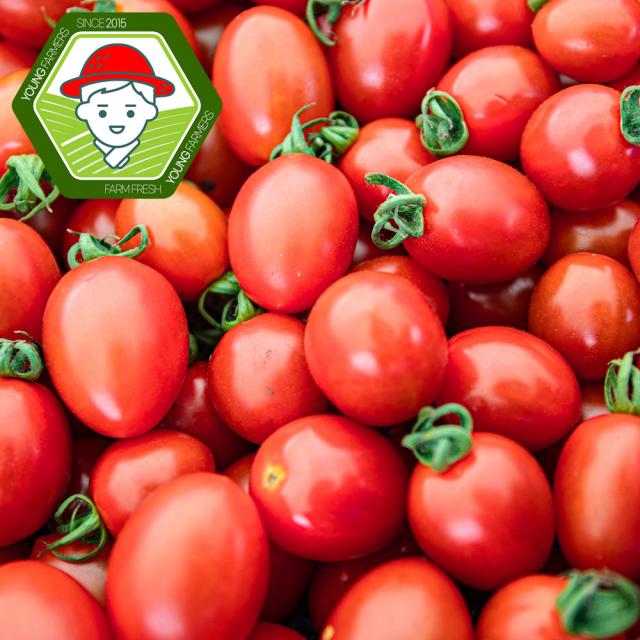 (할인)우리네농산물 부여 굿뜨래 대추방울토마토2kg(4번과) GAP / mini tomato, 1개, 2kg(4번과)