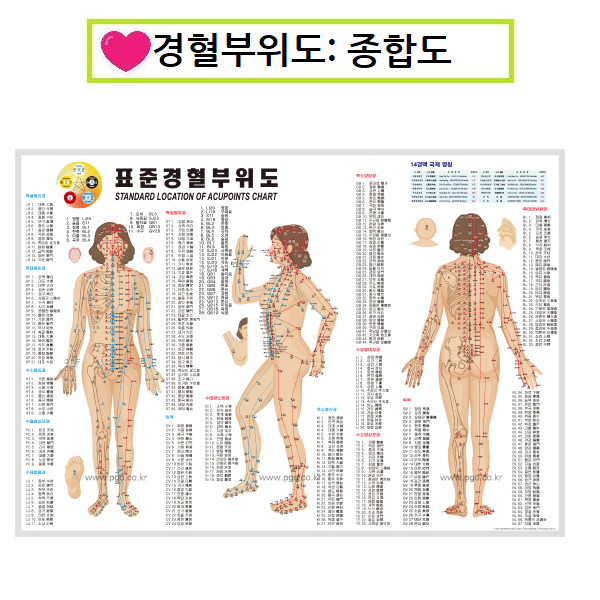 피지오 경혈부위도 인체도 혈점, 경혈부위도(종합도), 1개