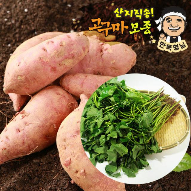 [예약] 밤고구마모종 5kg 고구마싹 진율미 고구마줄기, 도착날짜:2021-04-23