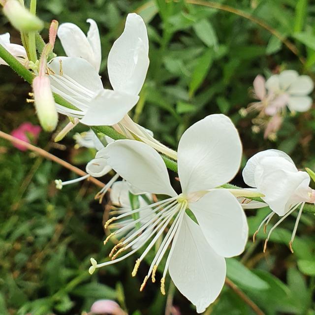 야생화피어나라플라워 흰바늘꽃(가우라) 1Set 4포트