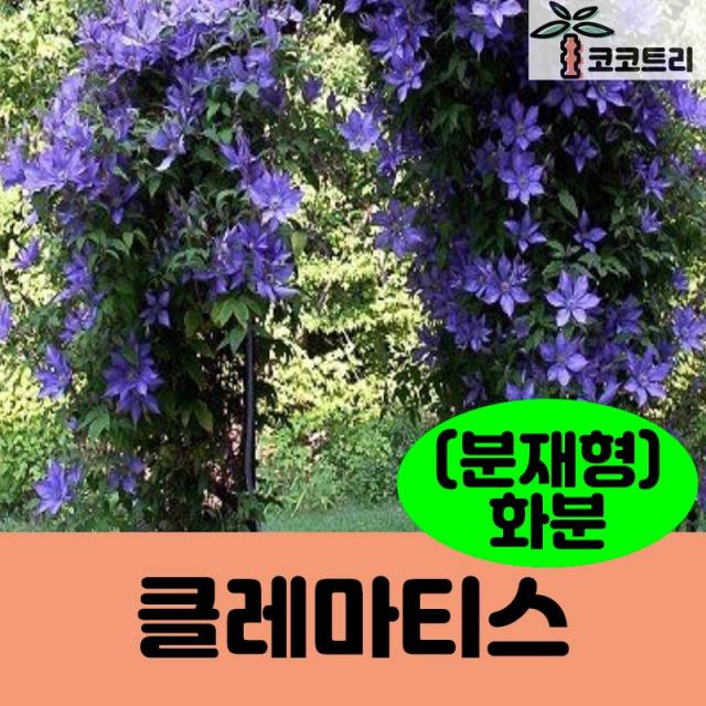 [코코트리] [꽃숙근] 클레마티스, 1개, 클레마티스 화분(분재형/색상랜덤)