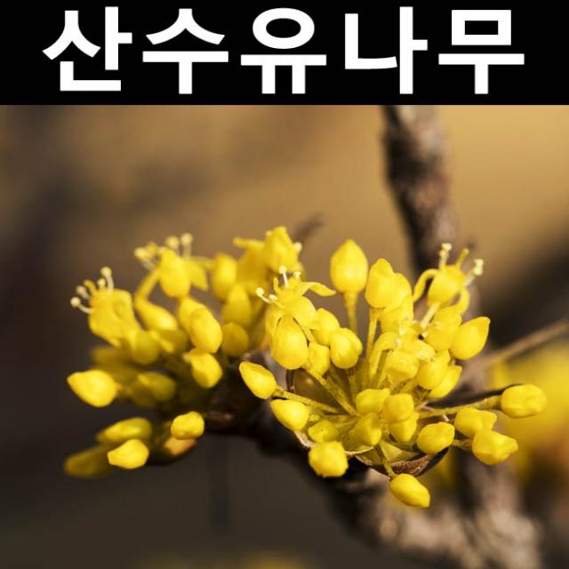 산수유 실생2년(뿌리) 5개/나무 묘목/활엽수/정원용