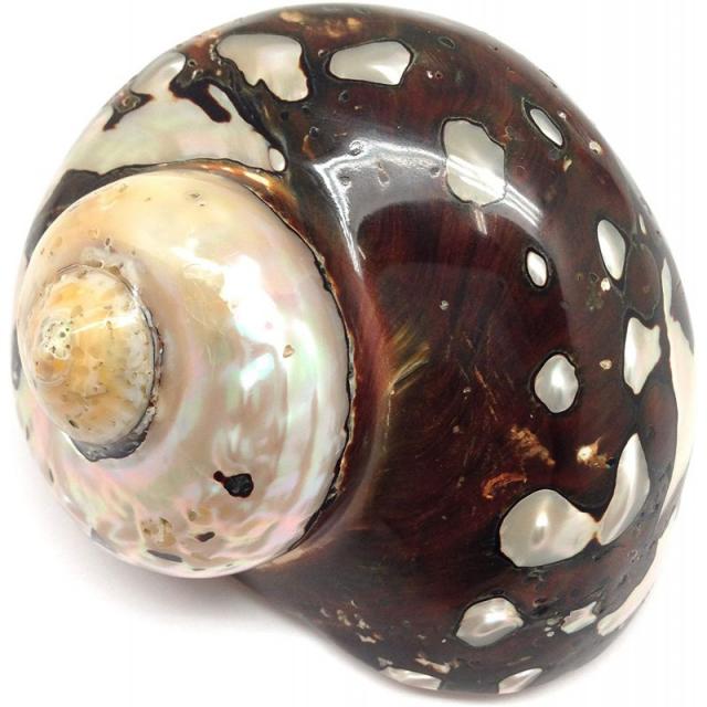 PEPPERLONELY 1 PC Polished Brown Jade Turbo Sea Shell 소라게 바다 조개 3-1 / 2 인치 ~ 4 인치