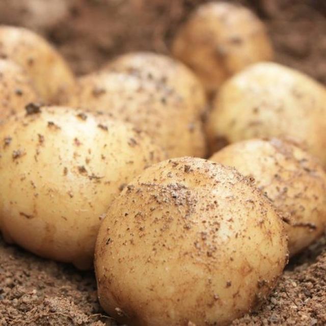 이웃사촌 2021하우스 햇 감자 5kg 10kg 단골많은 집 1박스 이웃사촌 햇 감자 10kg 왕특 요리용 