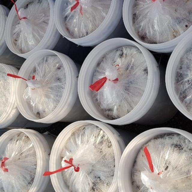 생멸치 알배기 20kg 봄멸치 1개