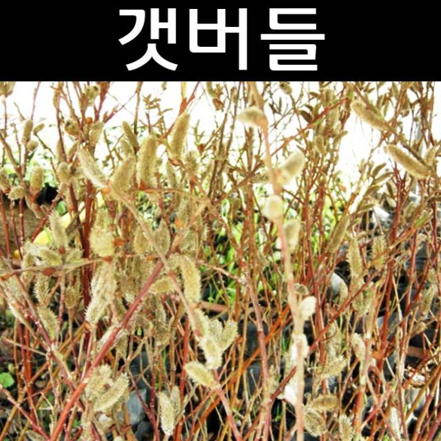 갯버들 키100cm 5개/수생식물/장화기능식물