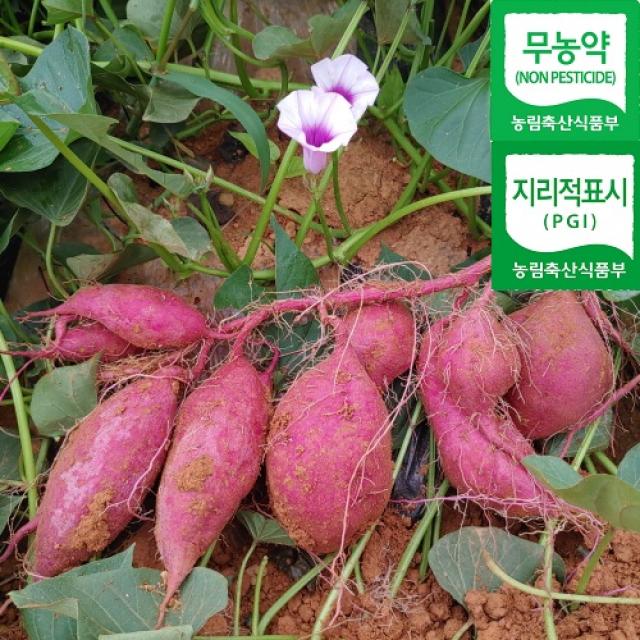 (6시내고향 방영)해남 무농약 달망 꿀밤고구마, 10kg