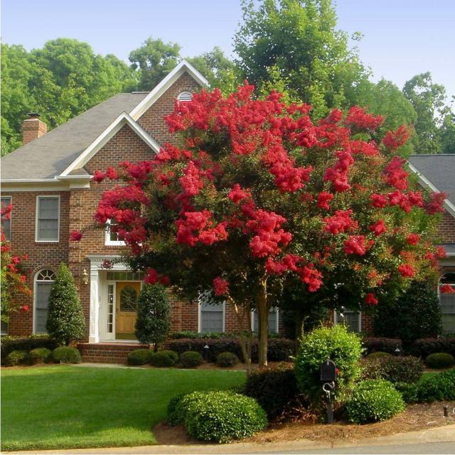 배롱나무 다이너마이트 핑크밸로 블랙다이아몬드, 배롱나무(다이너마이트) 키180센티 개화주