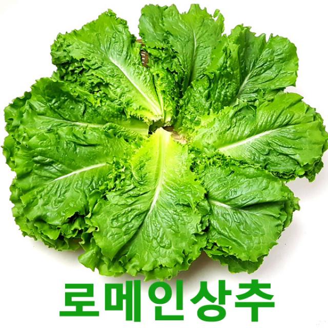 자체브랜드 싱싱한 로메인2kg