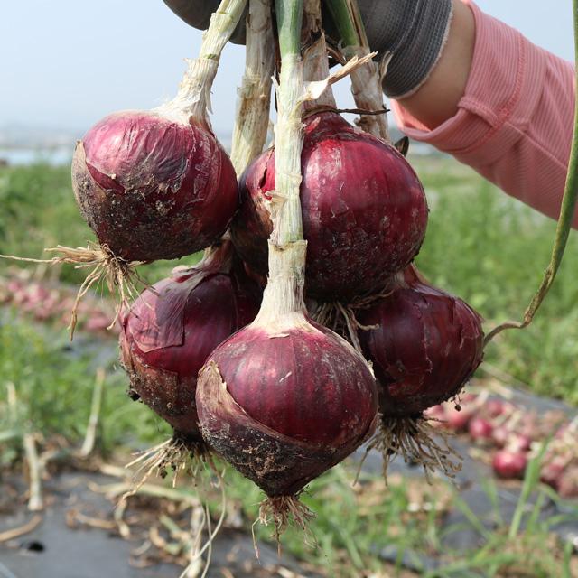 배은희님 2020년도 첫수확 햇양파 무안 무농약 흰양파 자색양파, 1박스, 자색양파 5kg(중과+대과 혼합)
