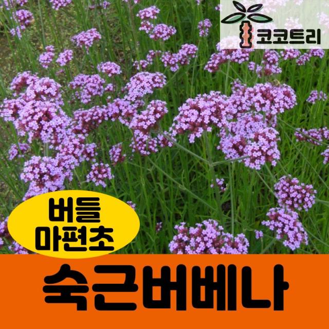 [코코트리] 숙근버베나(보나리엔시스) 5치포트 (버들마편초)
