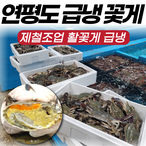 [산지직송] 국내산 서해안 연평도 알배기 암꽃게 숫꽃게 급냉 냉동 꽃게 당일발송