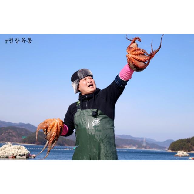 산지직송 자연산 돌문어 1kg