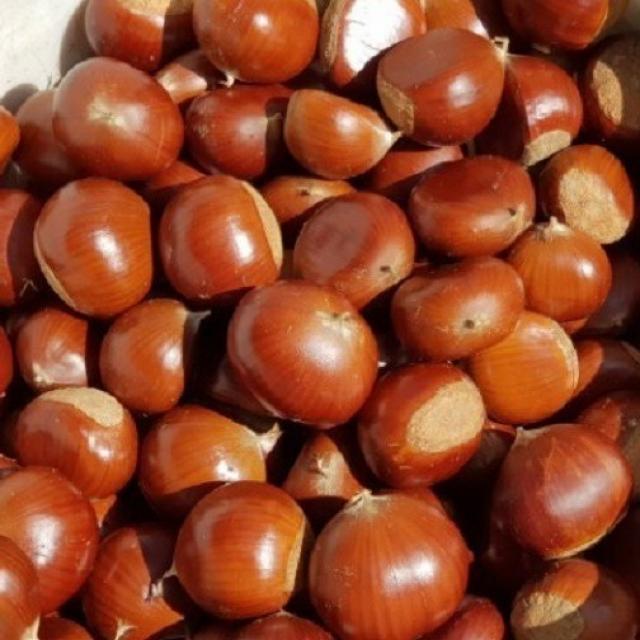 공주 햇 알밤 / 군밤용/생율밤용/제수용 특/대 2kg 4kg 1box 2kg 제수용 